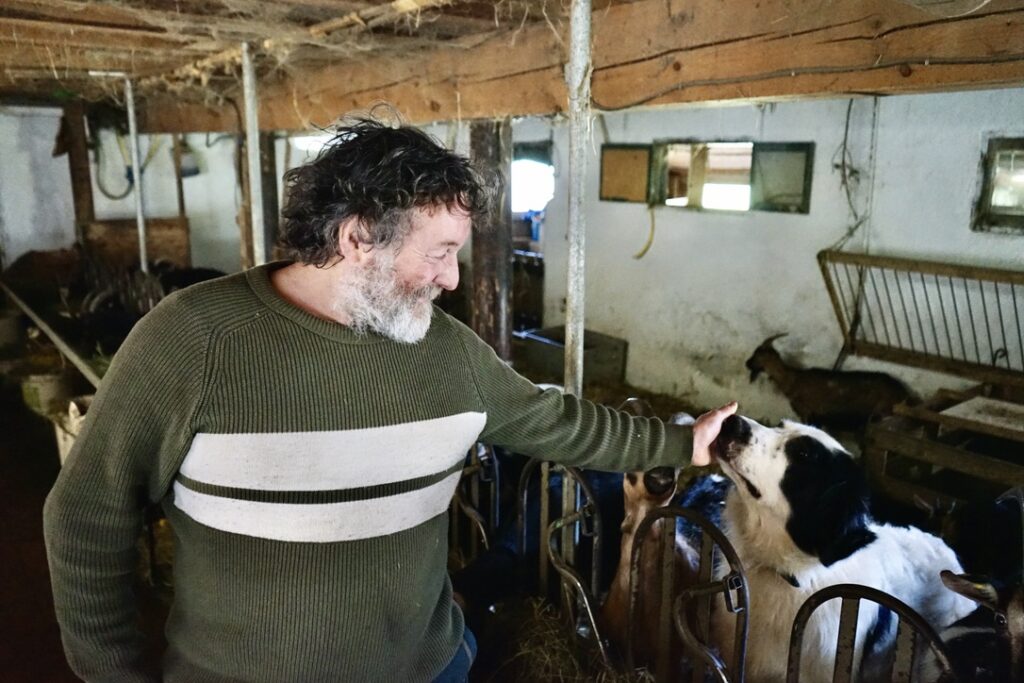 Yves Lachenal, éleveur dans les Bauges, caresse l’un de ses chiens de protection, parqué avec ses chèvres. Selon lui, pour qu’un chien de protection soit efficace, l’attachement et la fixation au troupeau est indispensable, et ce, dès le plus jeune âge du chien.